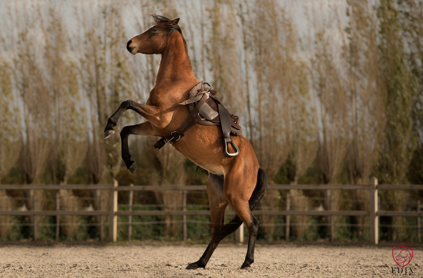 EDIX® Broncho barebackpad