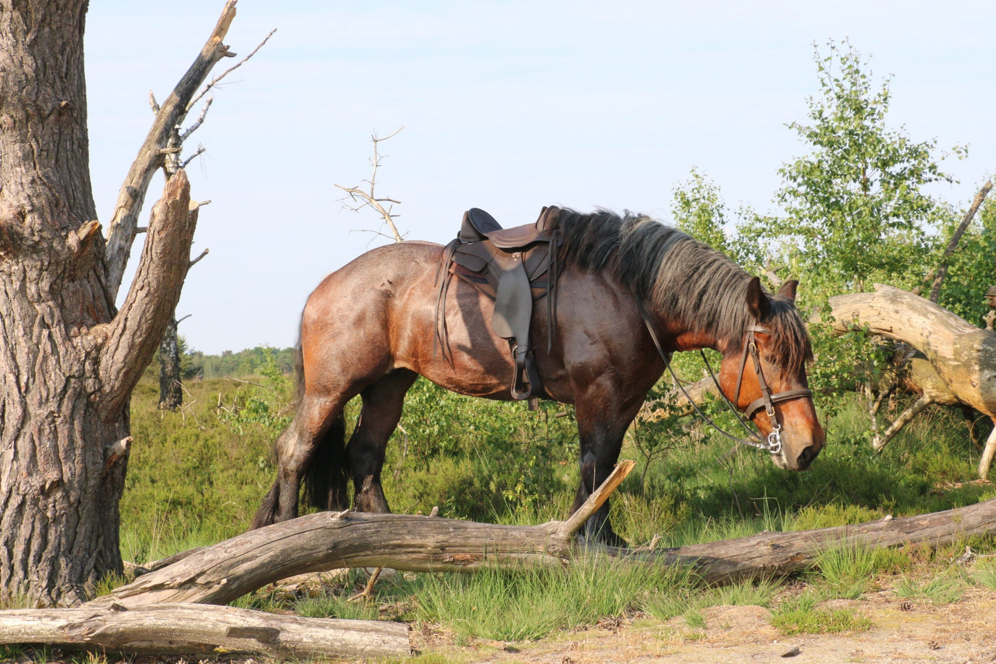 EDIX Tequiro treeless Western saddle