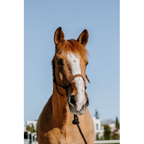 Repgrimma + ledrep NORTON – Mocka