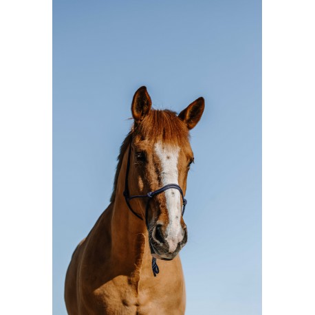 Licol éthologique NORTON - Nylon