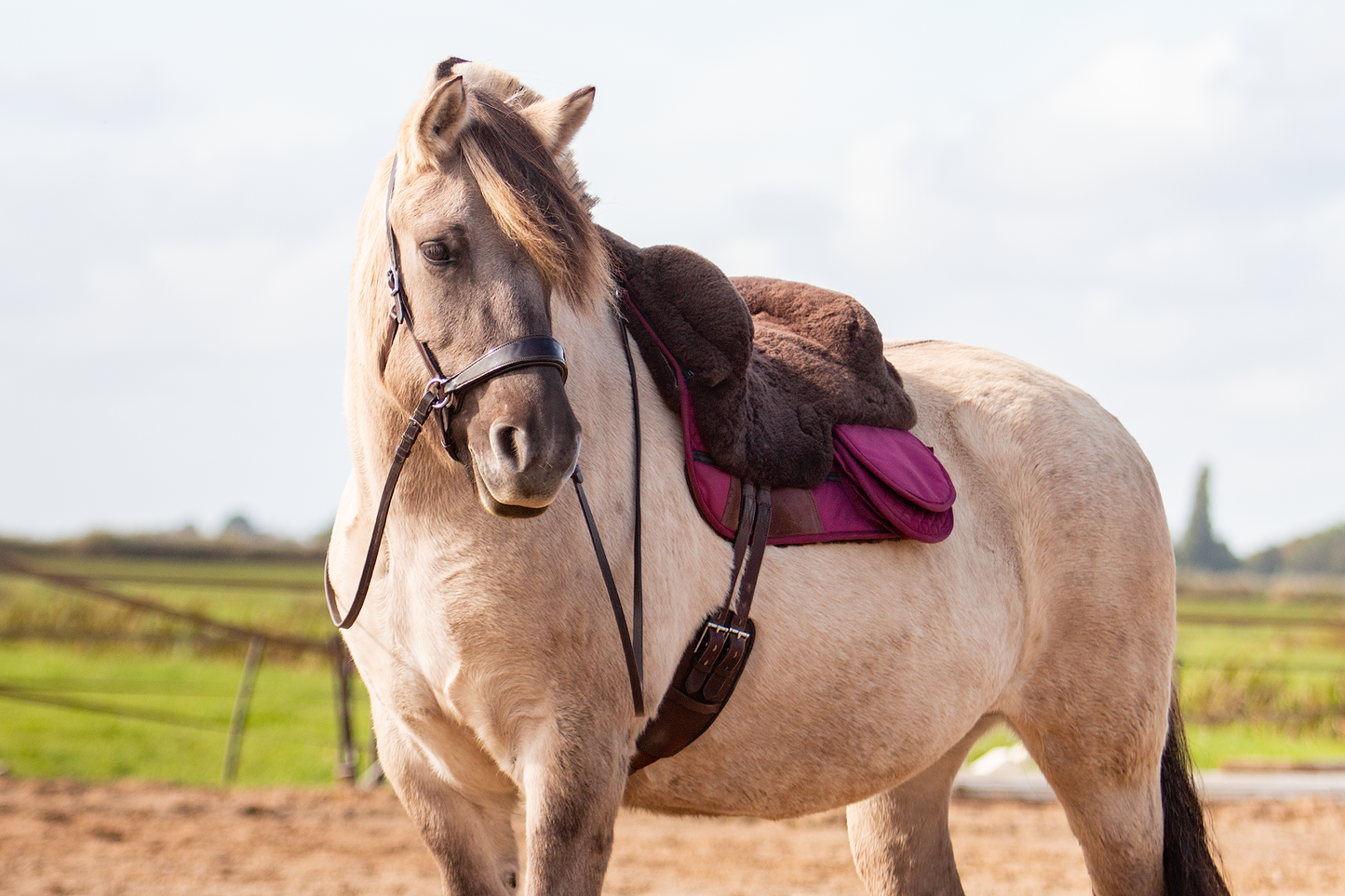 EDIX Signor Velvet Merino Barbackapad Junior