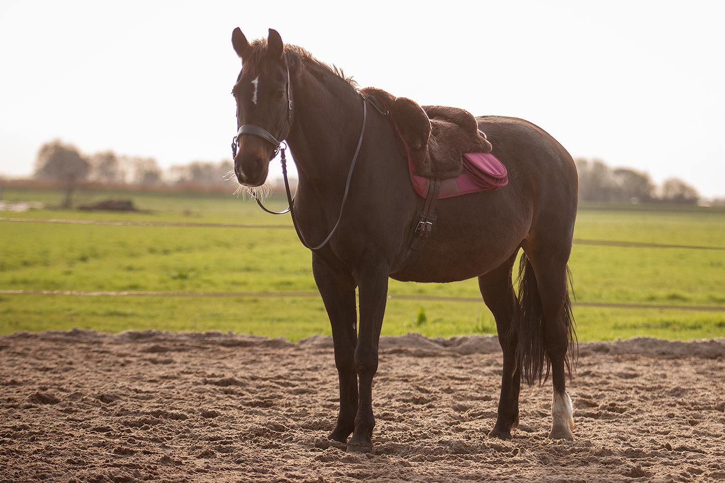 EDIX Signor Velvet Merino Barbackapad Junior