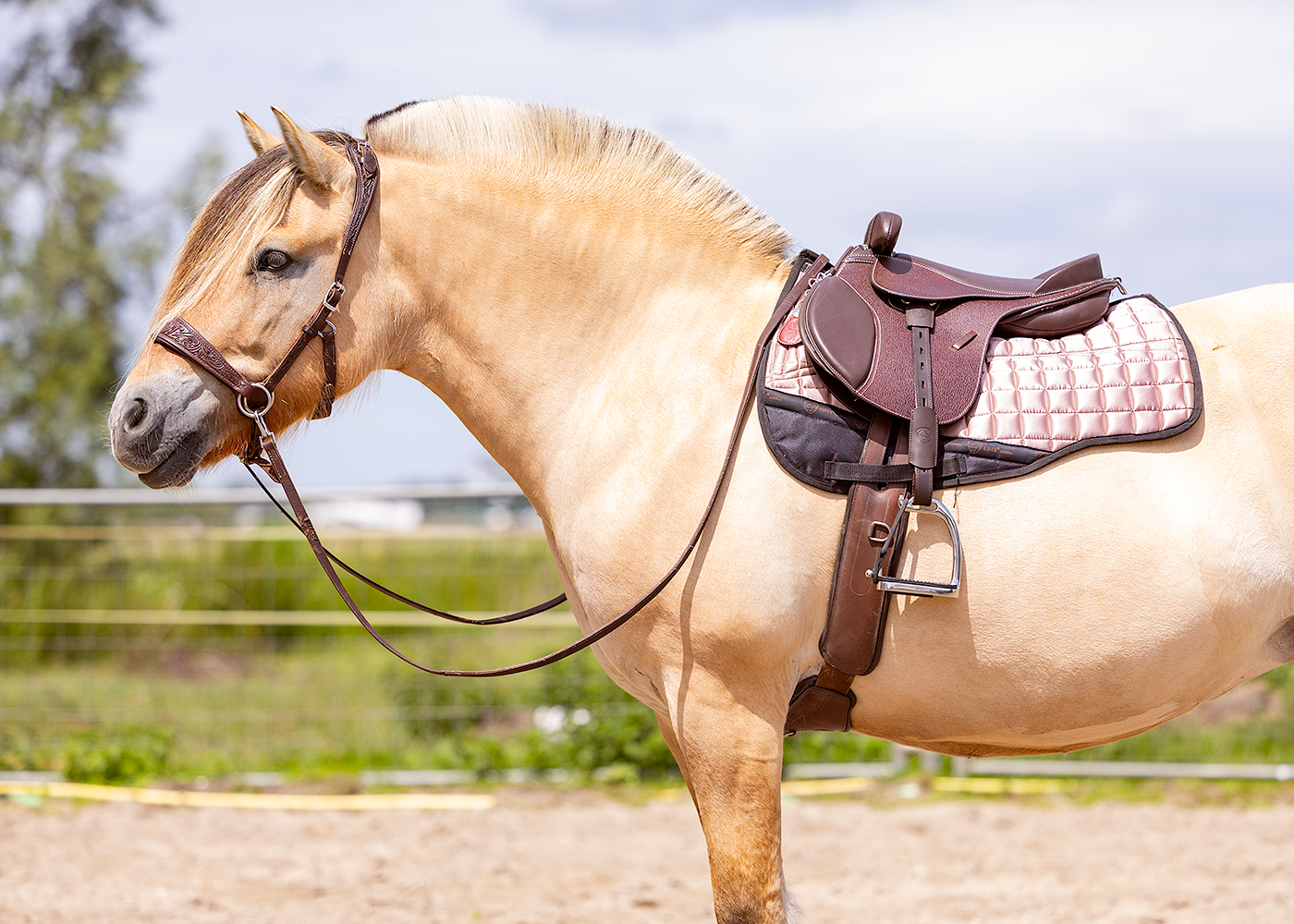 Dogman EDIX Pepito Kids treeless GP saddle