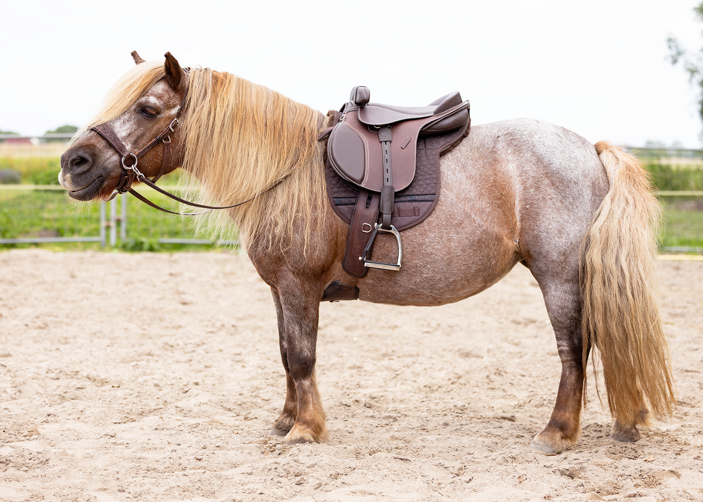 Dogman EDIX Pepito Kids treeless GP saddle
