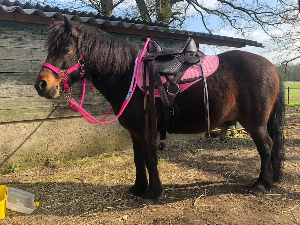 Edix EDIX Billy saddle pad with synthetic wool underside