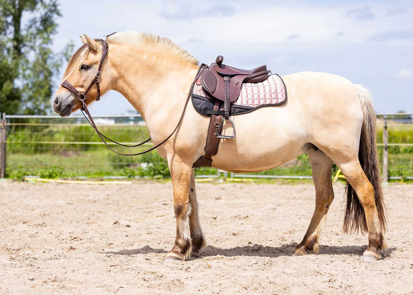 Dogman EDIX Pepito Kids treeless GP saddle