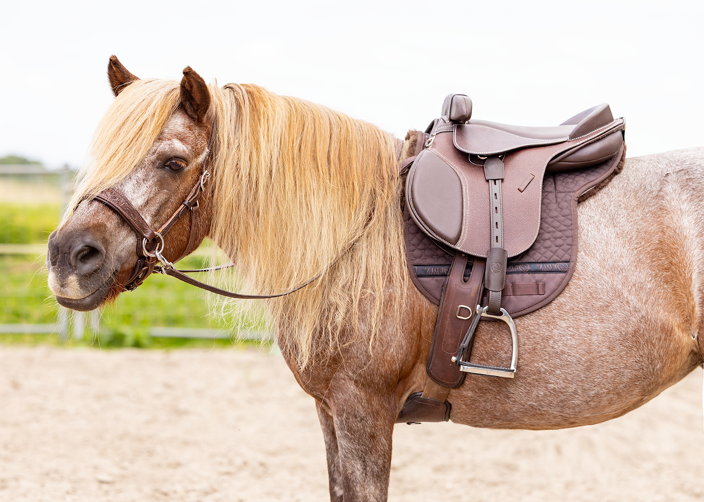 Dogman EDIX Pepito Kids treeless GP saddle
