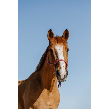 Repgrimma NORTON – Zary