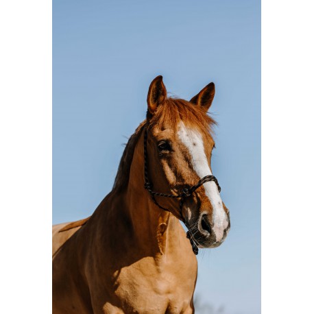 Licol éthologique WESTRIDE - Western